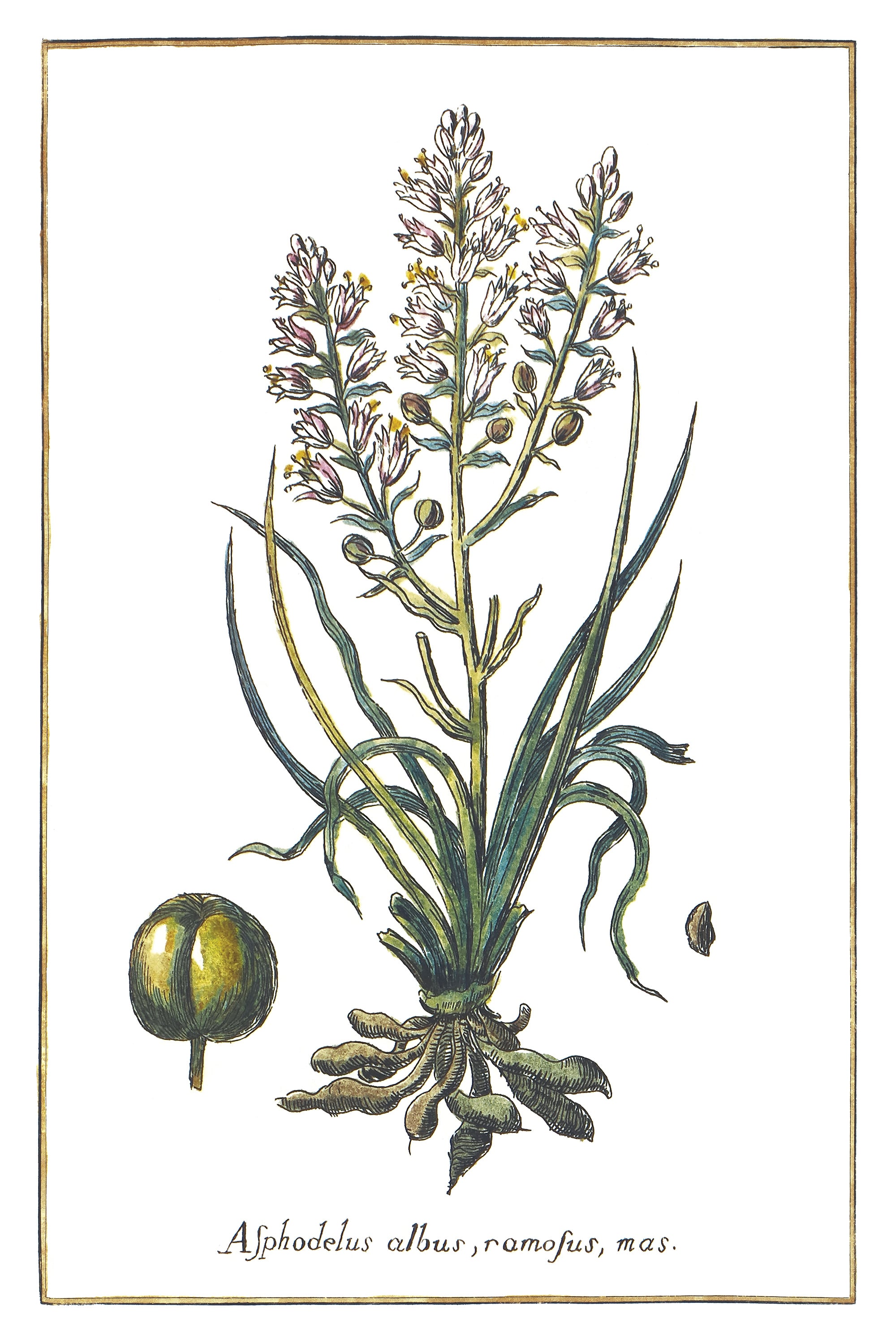 Złotogłów