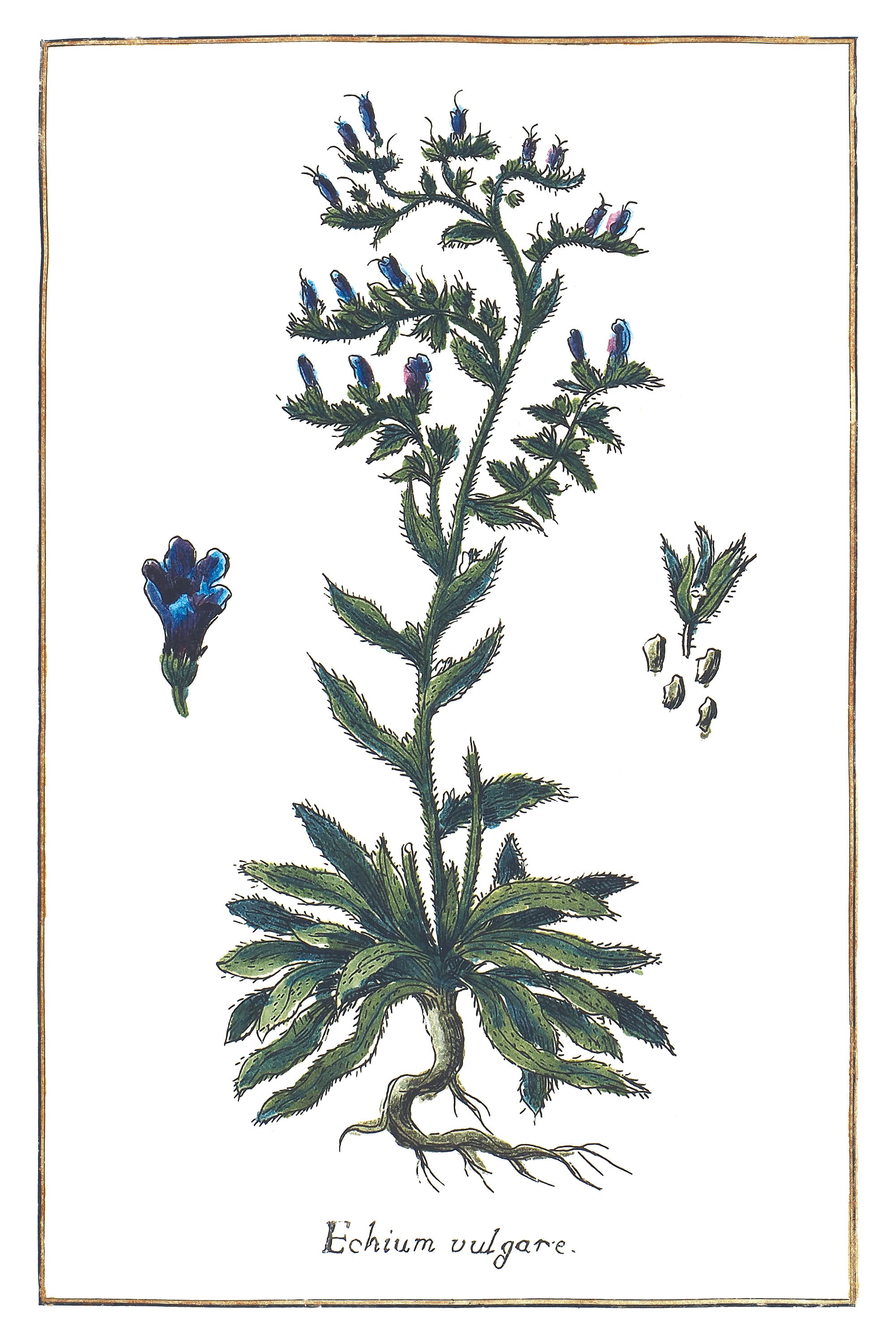 Viper's Bugloss