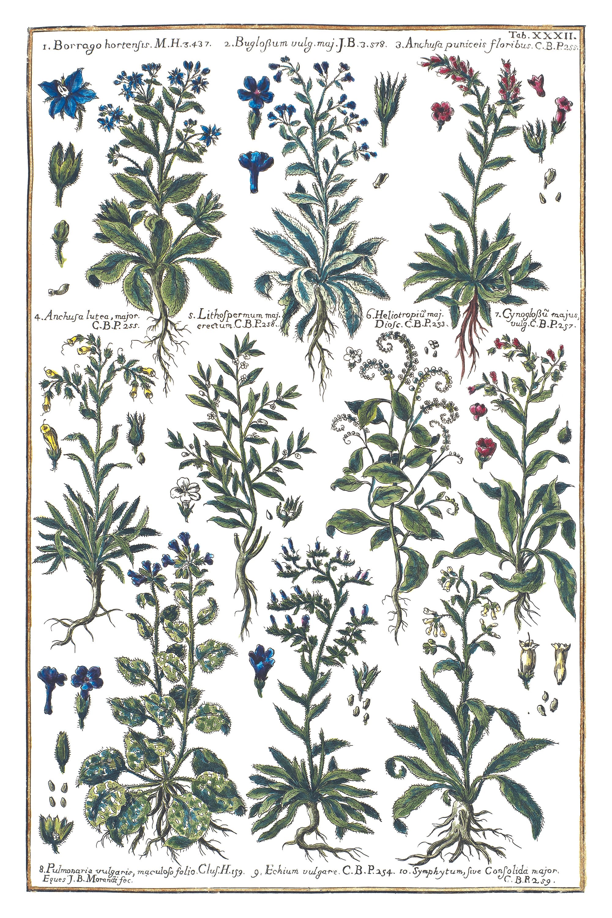 Viper's Bugloss and Borage