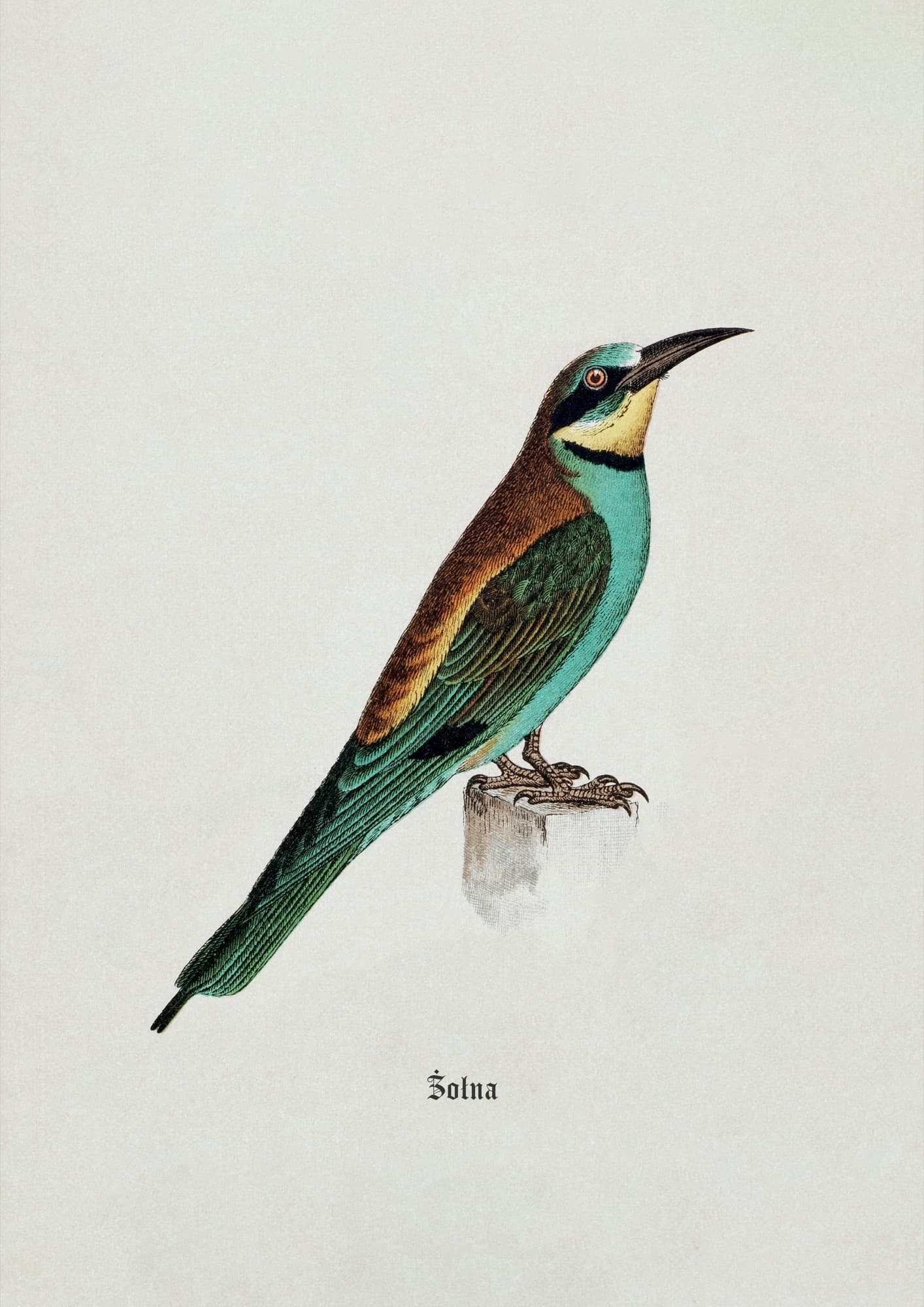 Bee-eater
