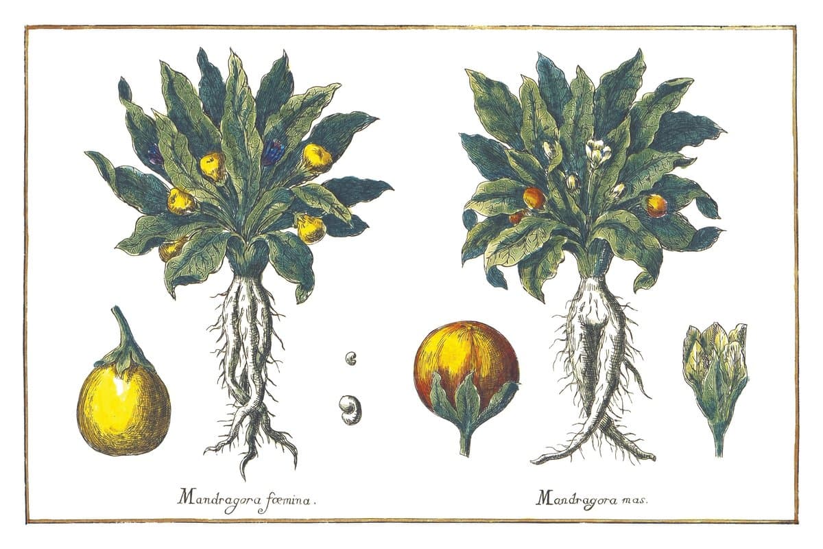 Female and Male Mandrakes