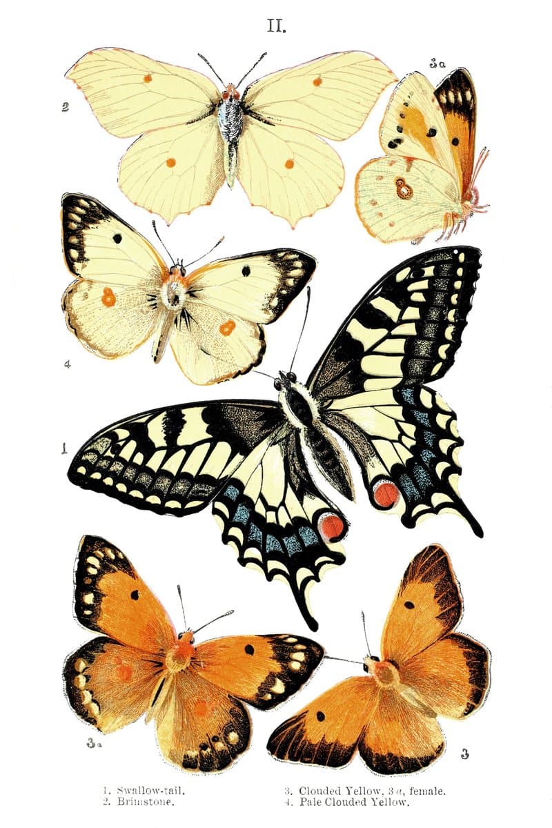 Swallowtail and Brimstone Butterfly
