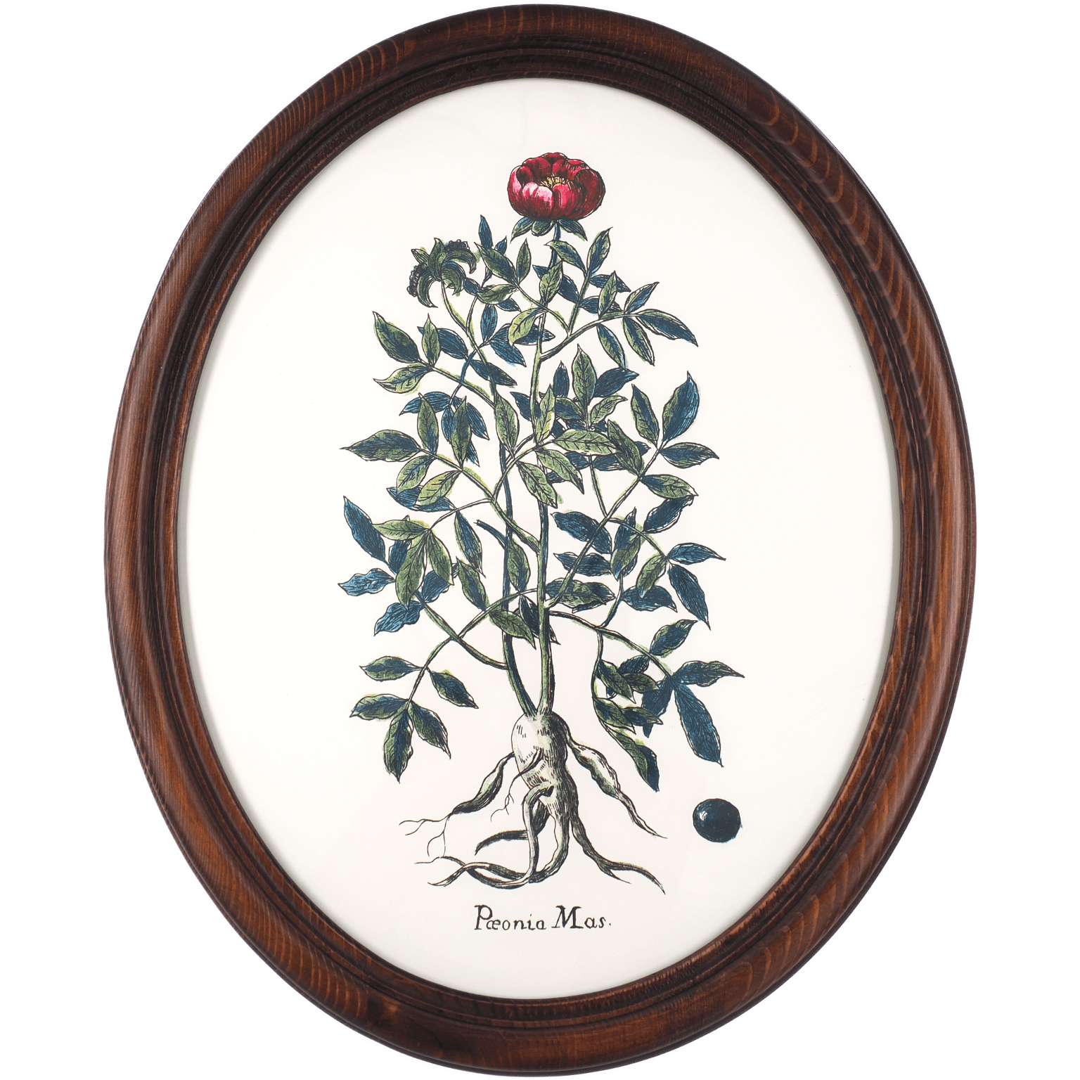 Historyczna ilustracja botaniczna piwonii w drewnianej owalnej ramce
