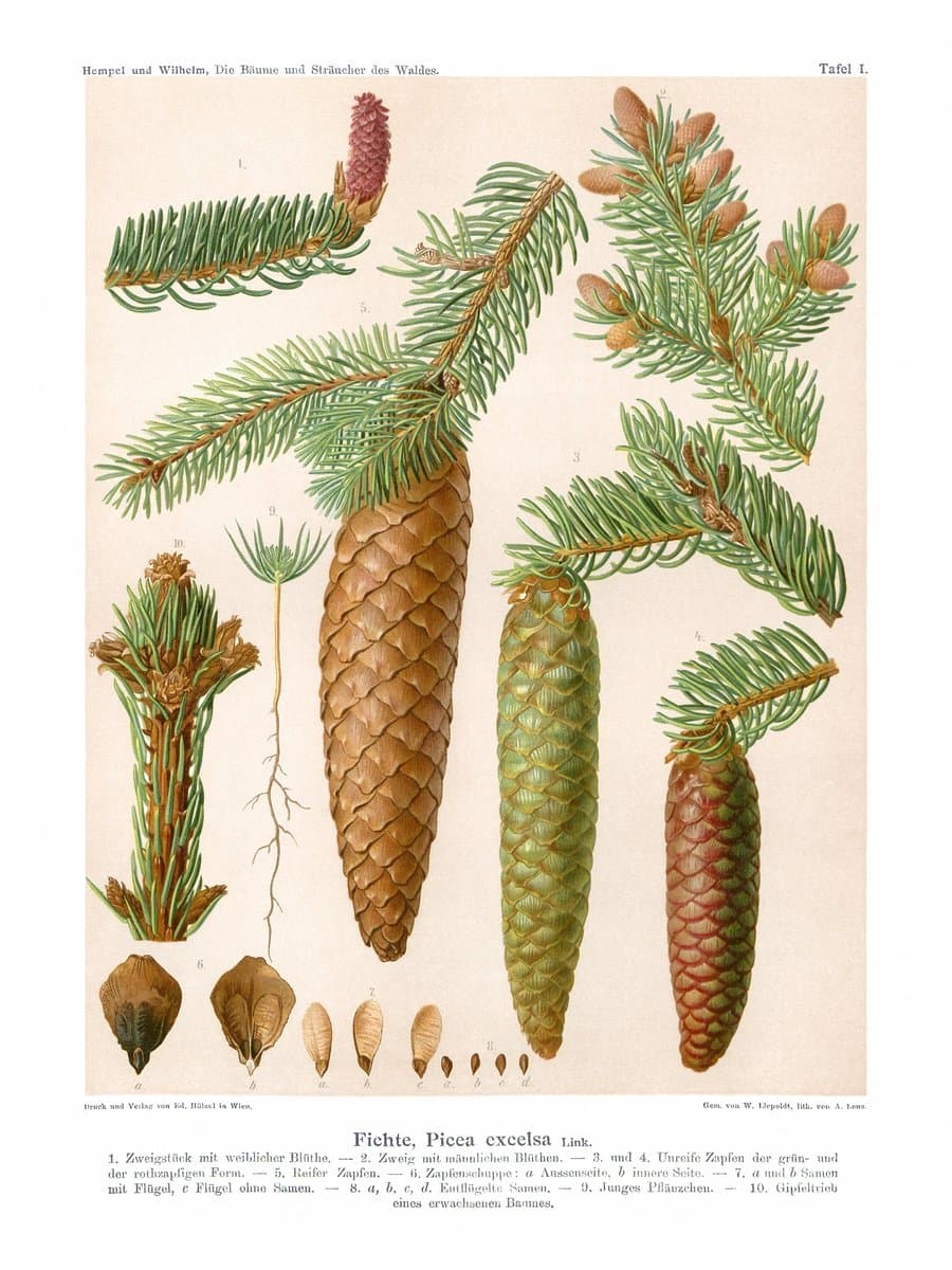 Common Spruce