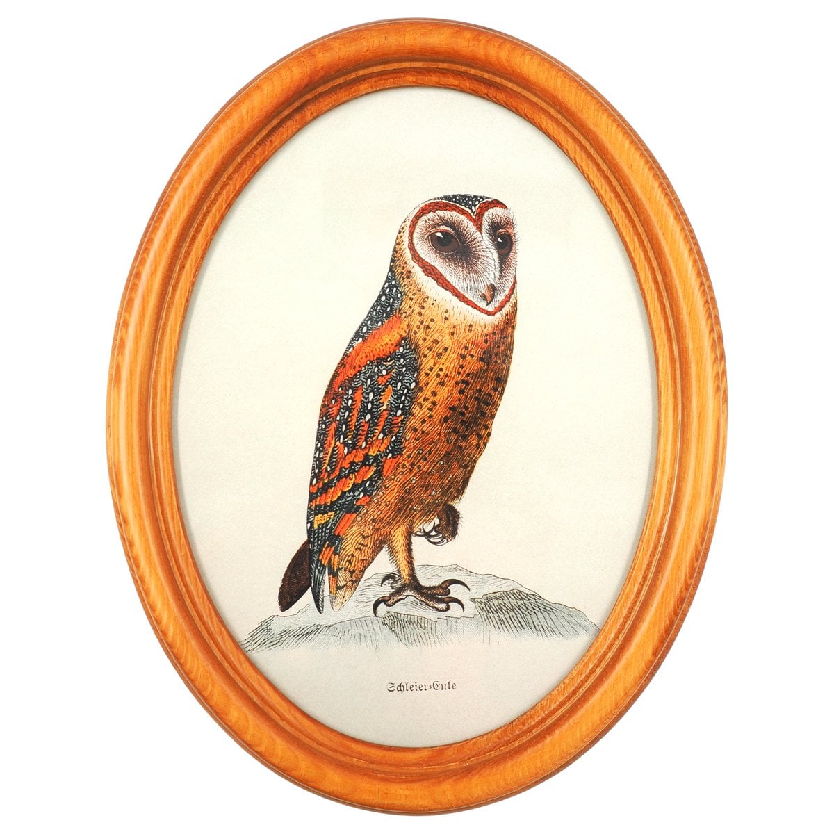Barn Owl in Wooden Oval Frame