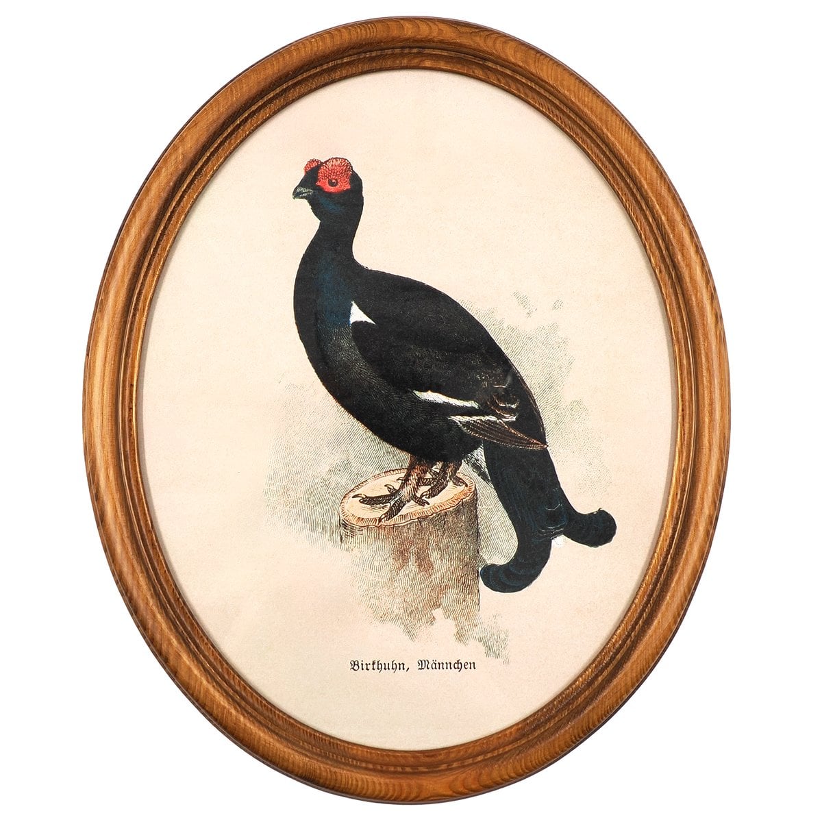 Black Grouse in Wooden Oval Frame