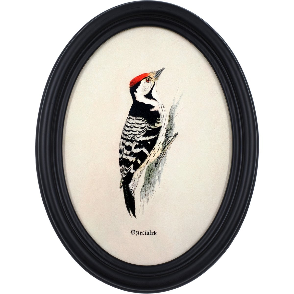 Lesser Spotted Woodpecker in Wooden Oval Frame