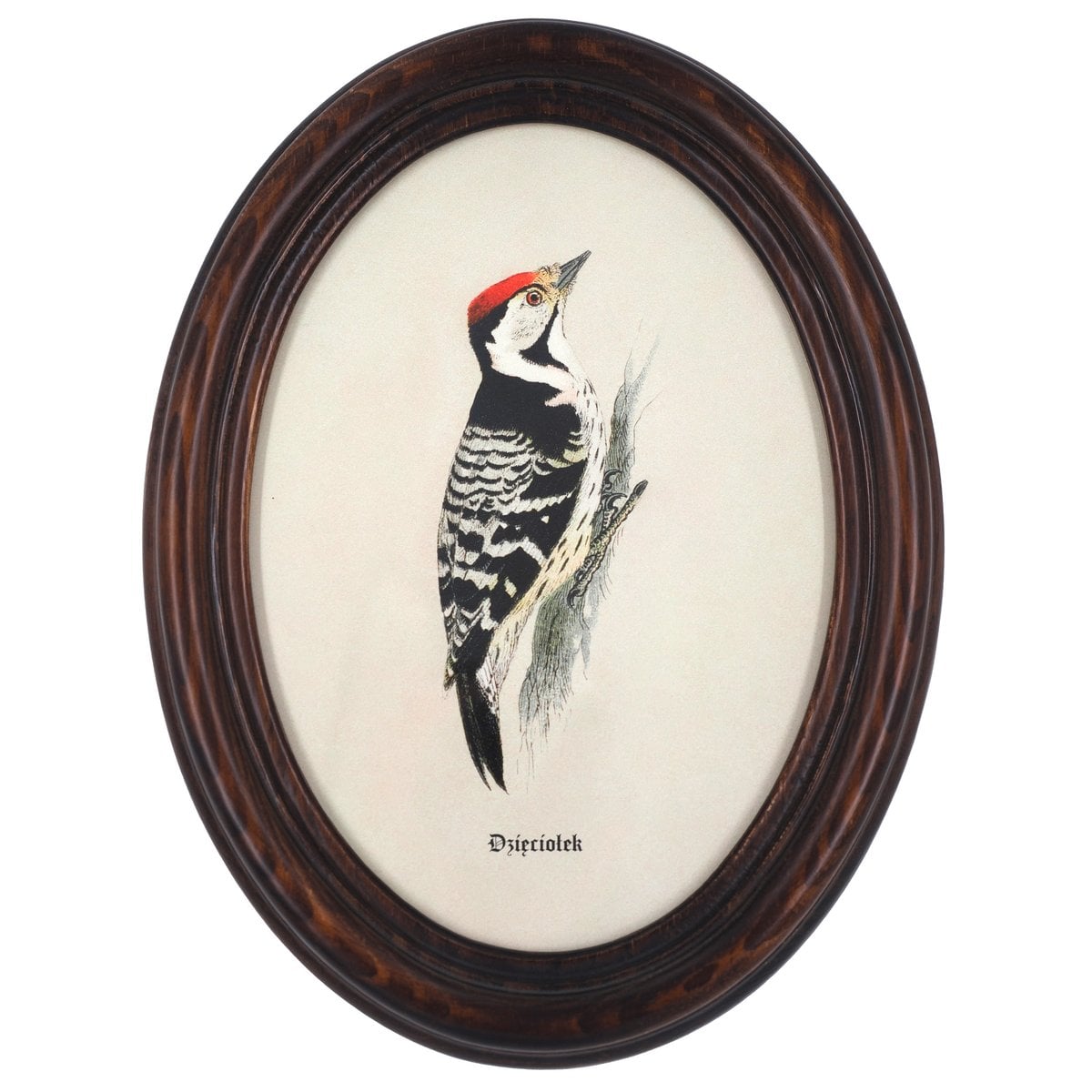 Lesser Spotted Woodpecker in Wooden Oval Frame