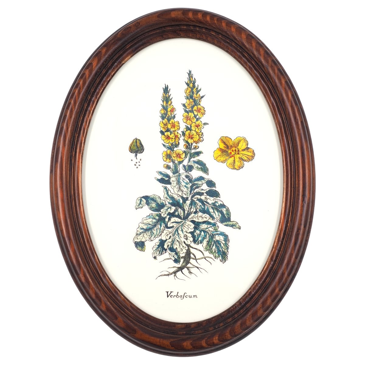 Mullein in a Wooden Oval Frame