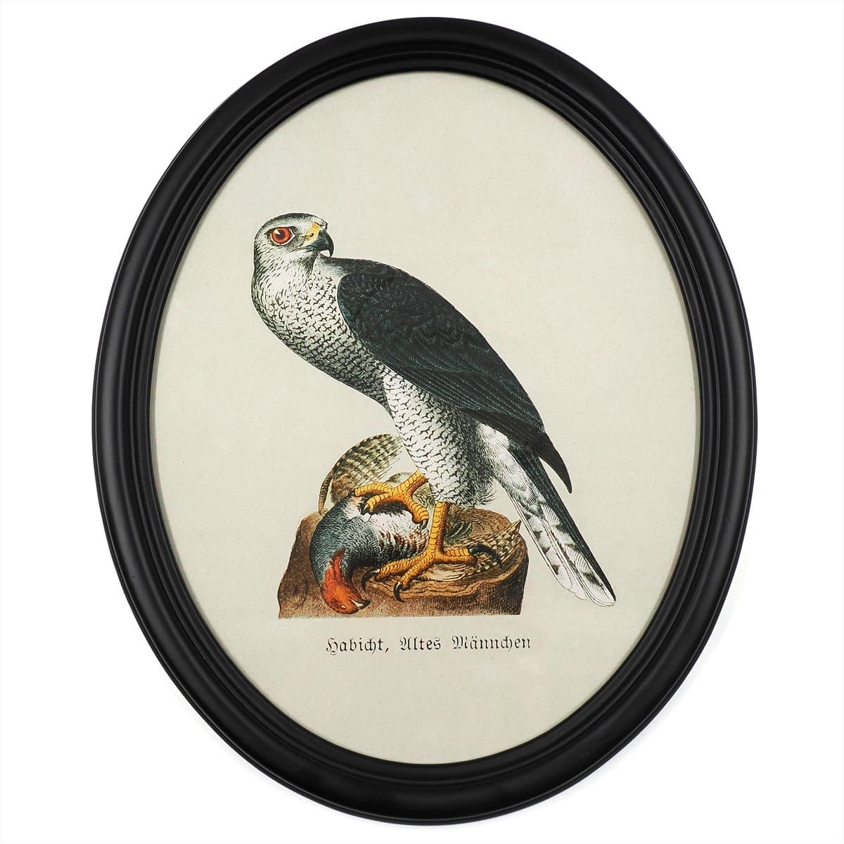 Hawk in Wooden Oval Frame