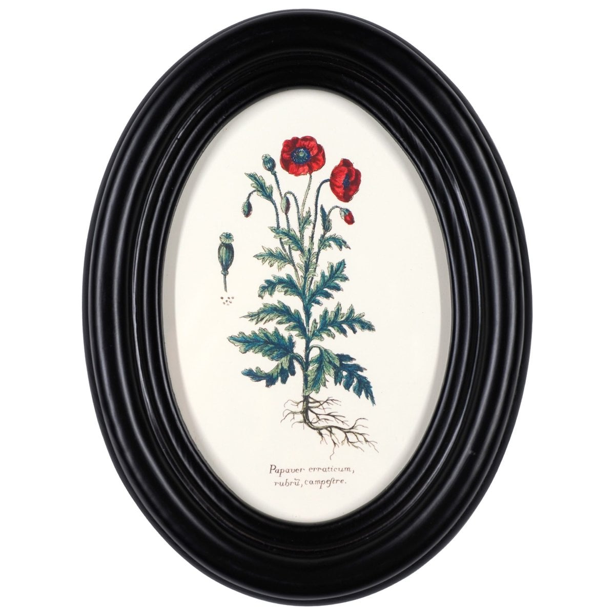 Red Poppy in a Wooden Oval Frame