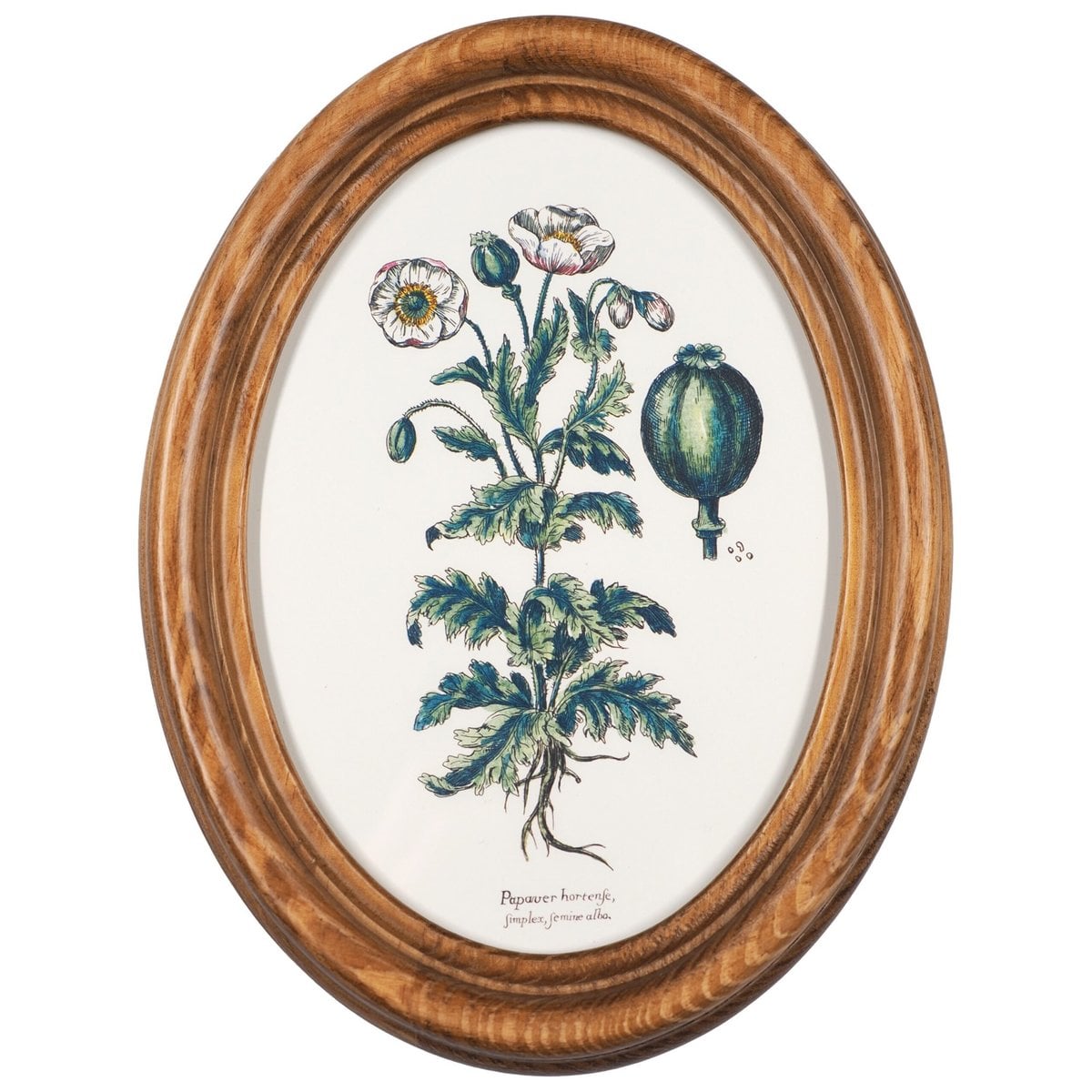 White Poppy in Wooden Oval Frame