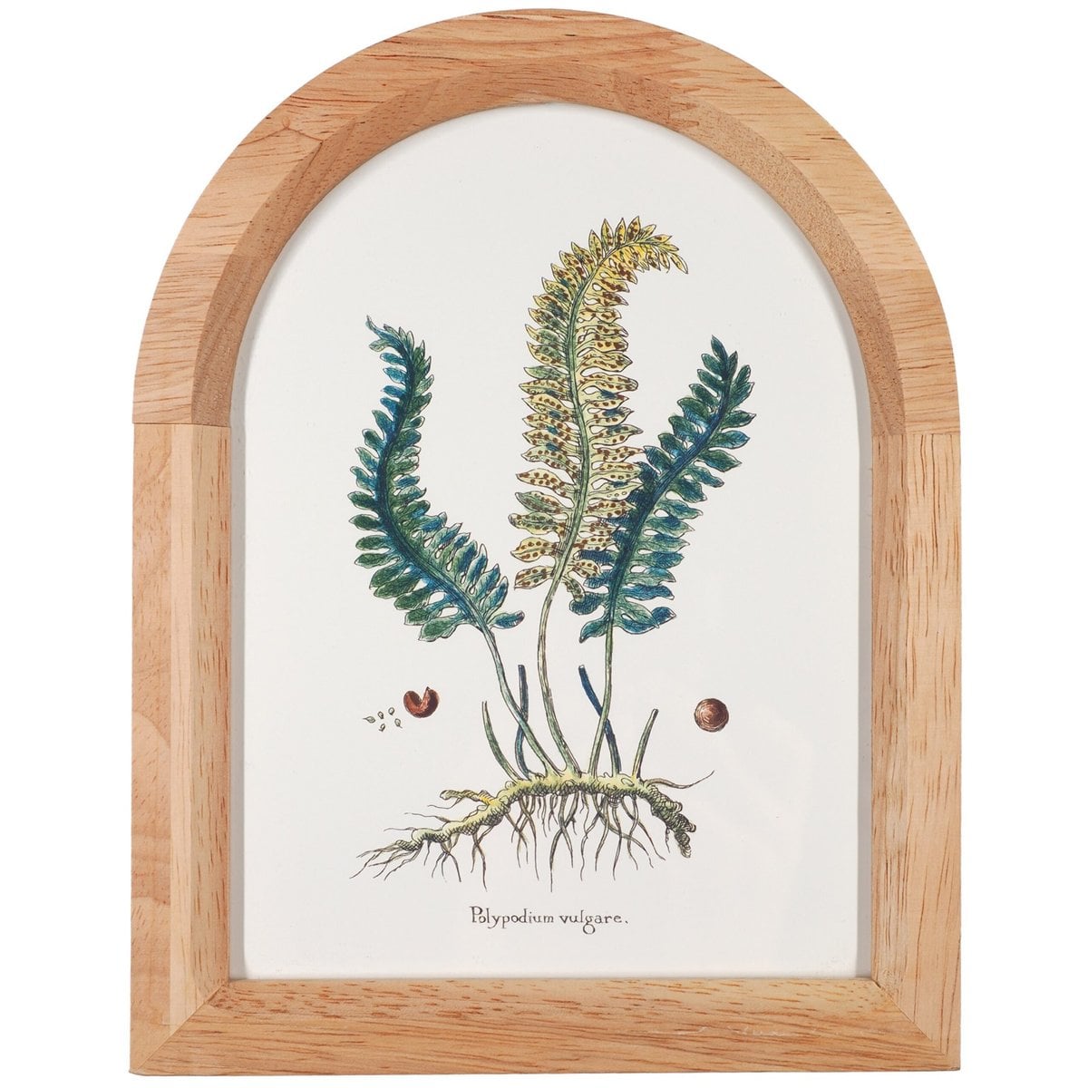 Common Polypody in a Wooden Frame