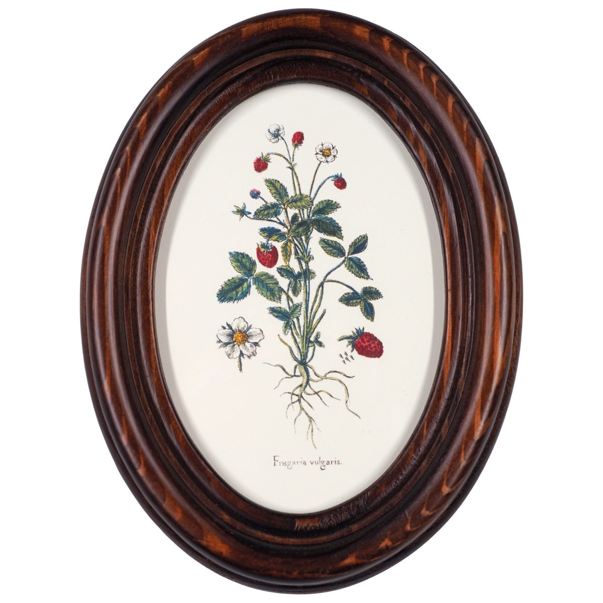 Wild Strawberry in Wooden Oval Frame