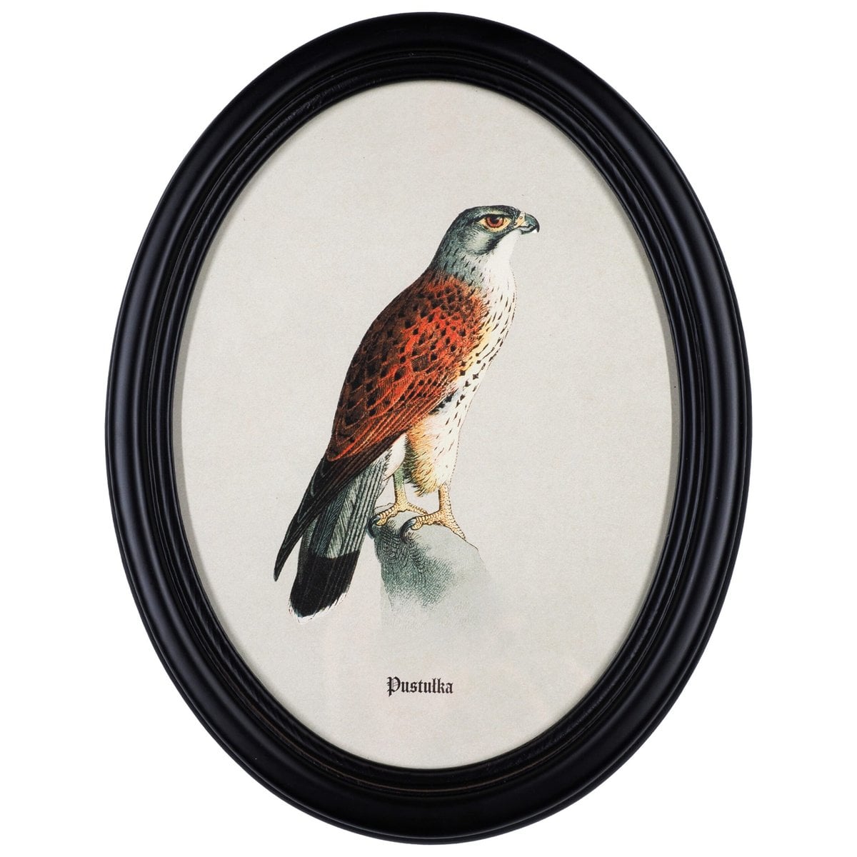Kestrel in a Wooden Oval Frame