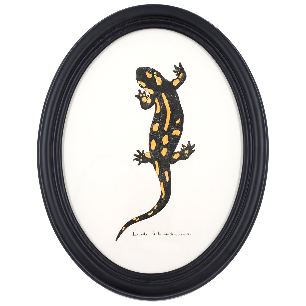 Salamander in Wooden Oval Frame
