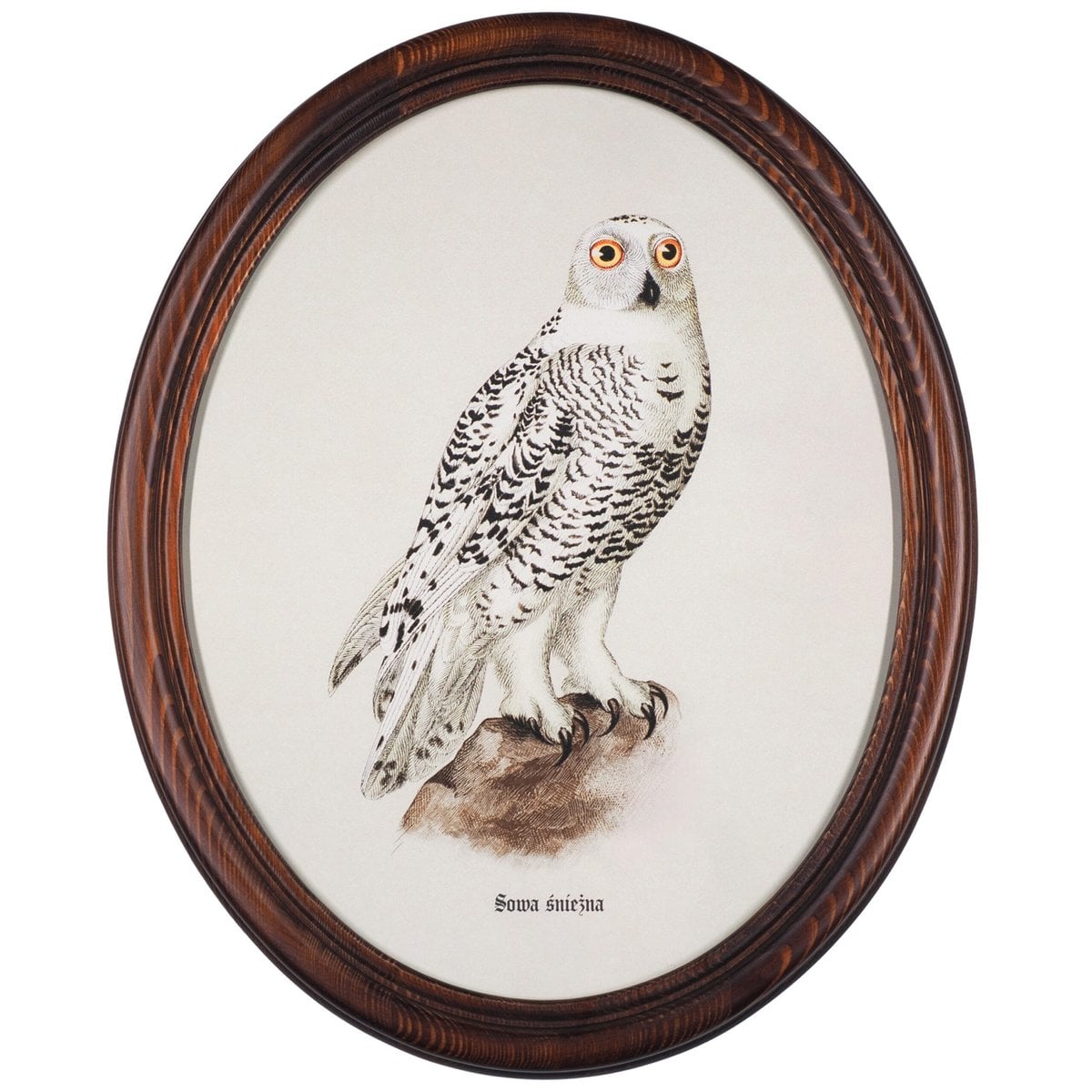 Snowy Owl in Wooden Oval Frame