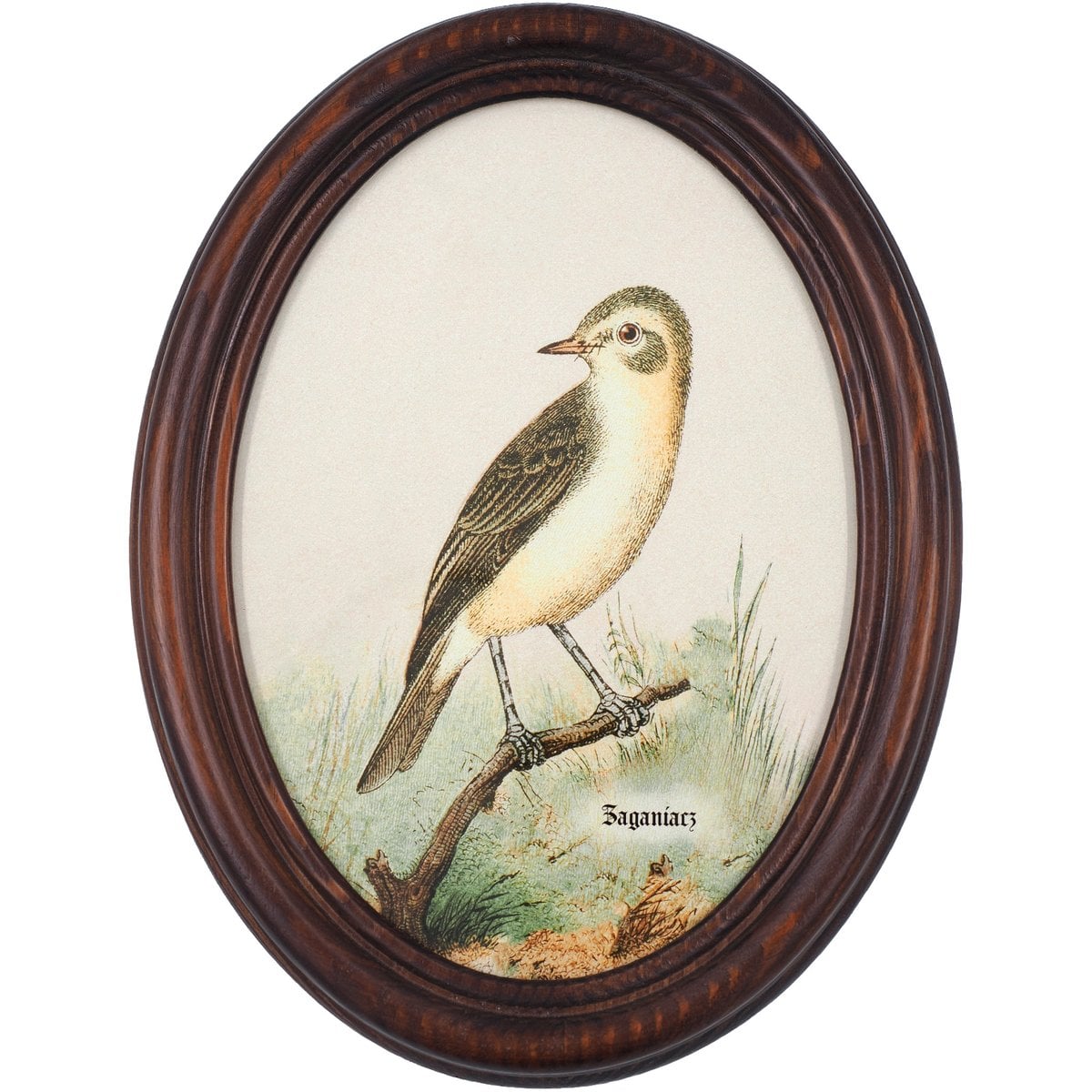 Wood Warbler in Wooden Oval Frame