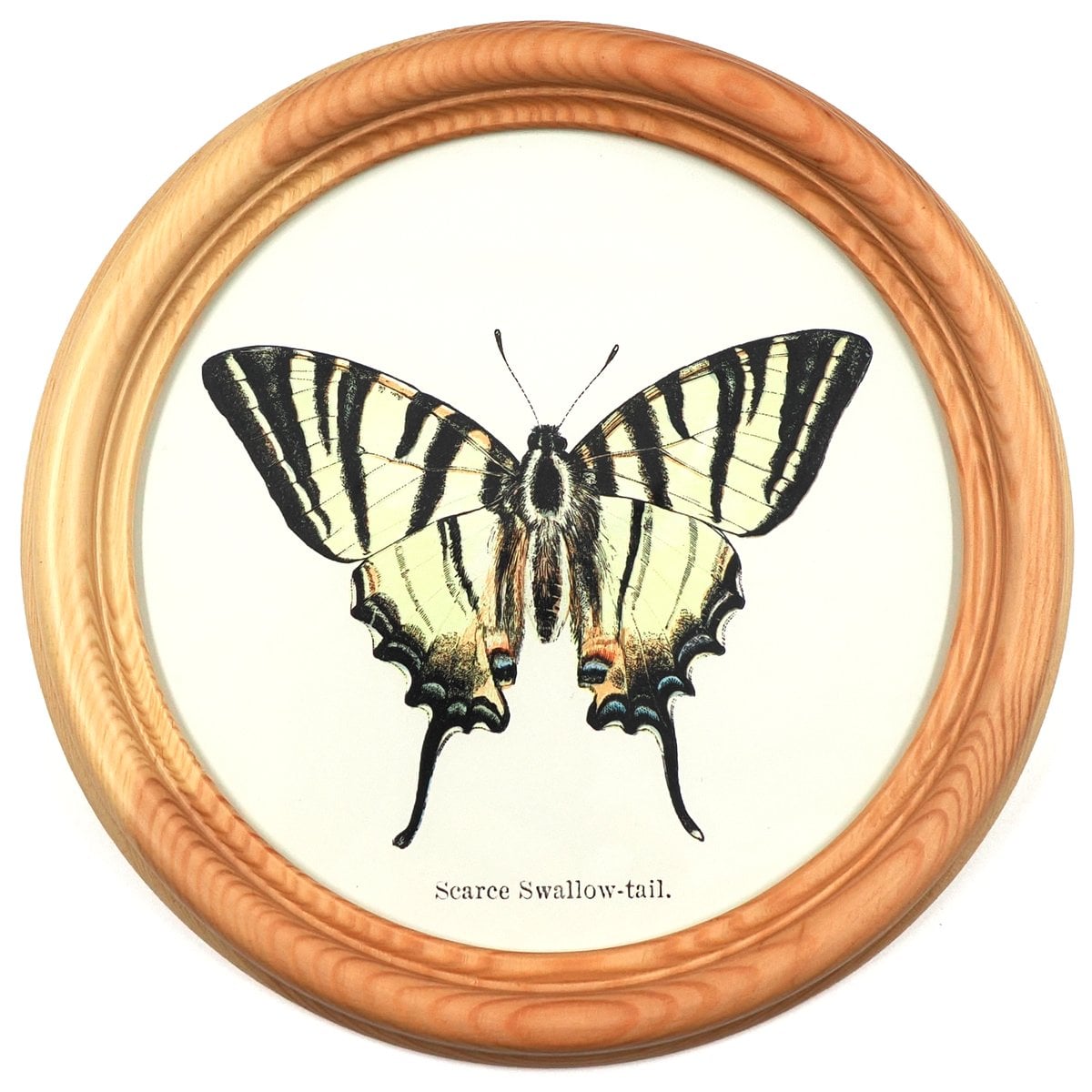 Sailor Swallowtail in a Wooden Round Frame
