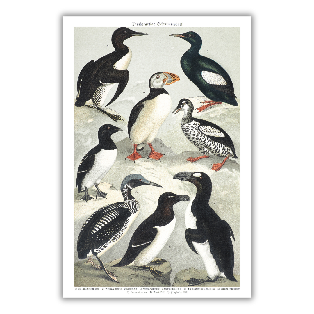Plakat pingwin i maskonur