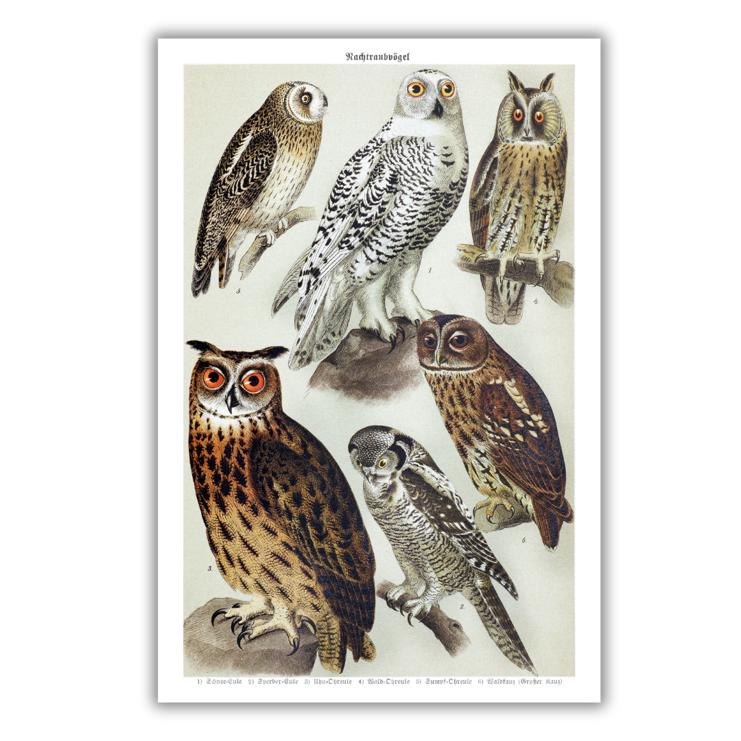 Owl poster