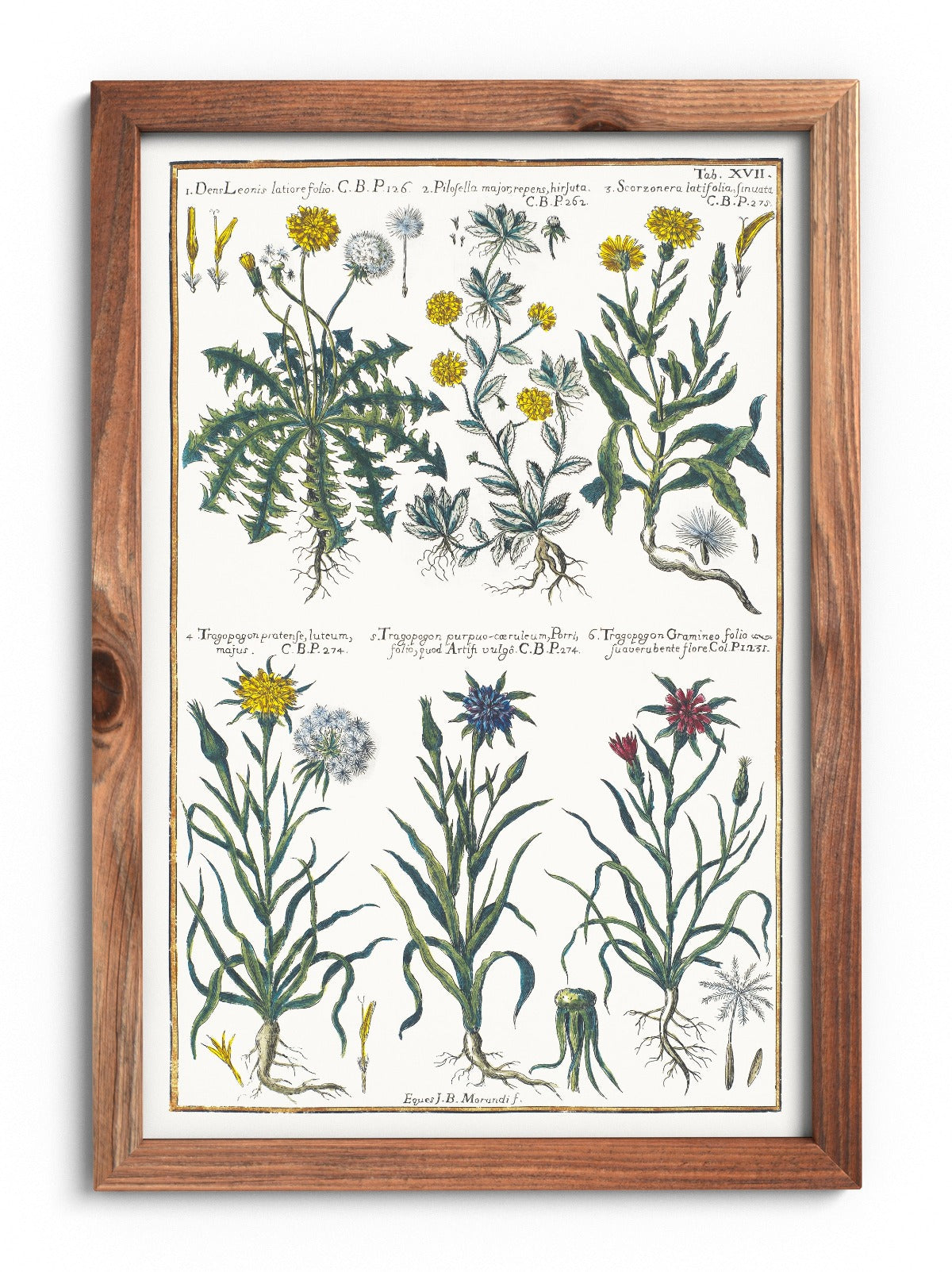 Poster of dandelions and mountain goats