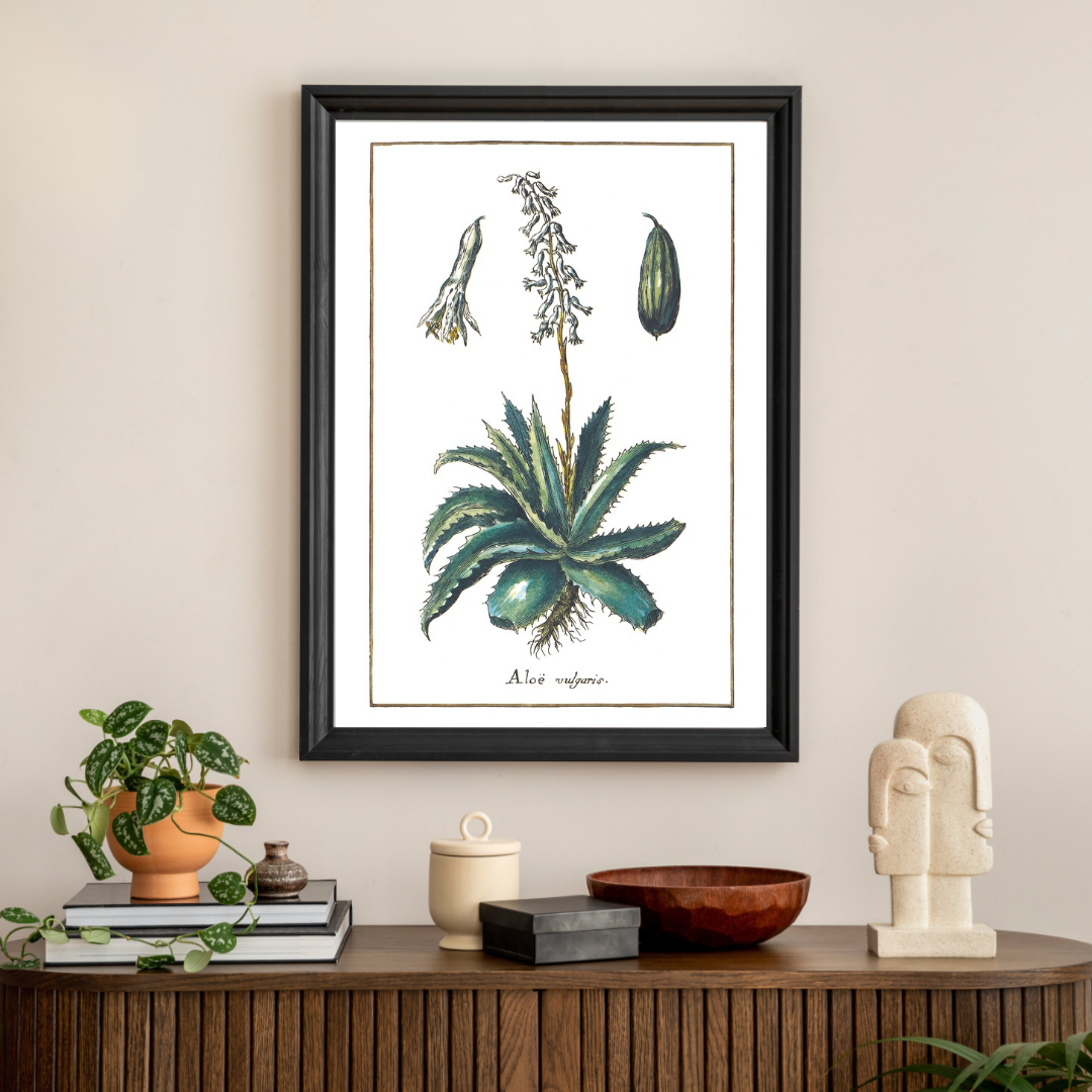 Aloe poster