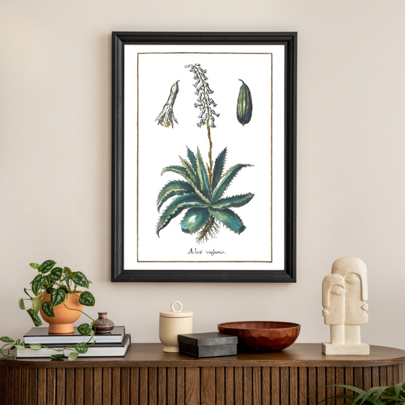 Aloe poster