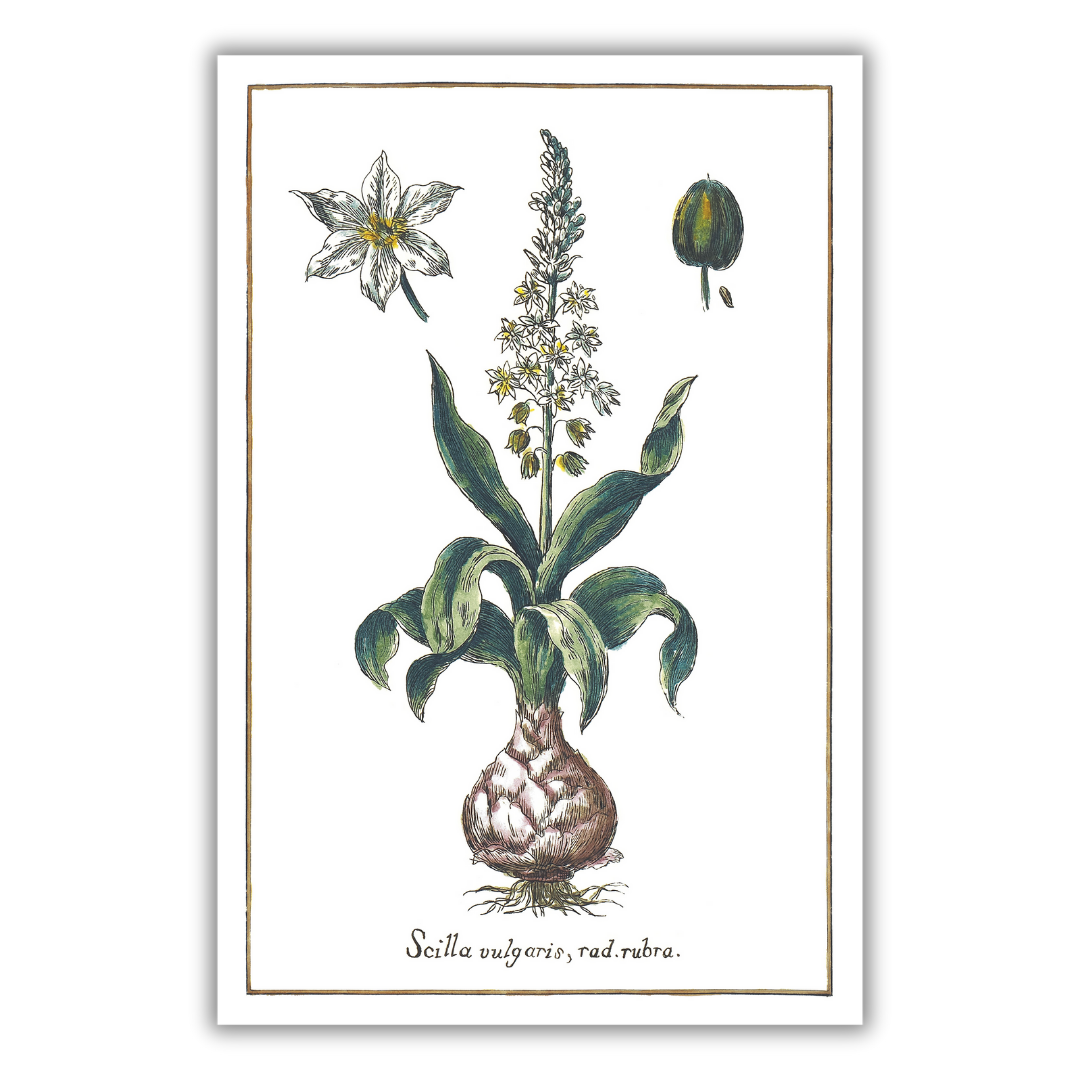 White squill poster