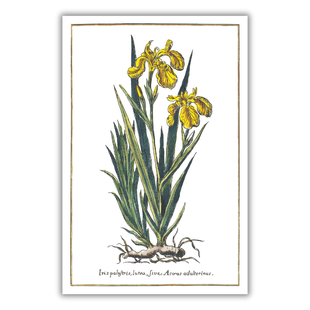 Yellow iris poster