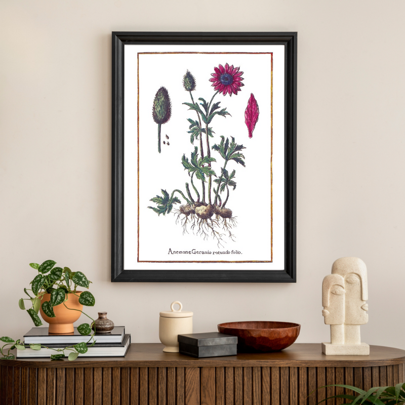 Anemone poster