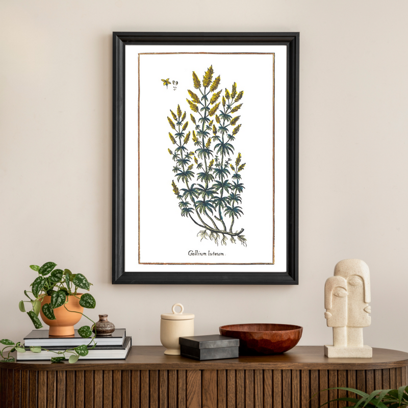Bedstraw poster