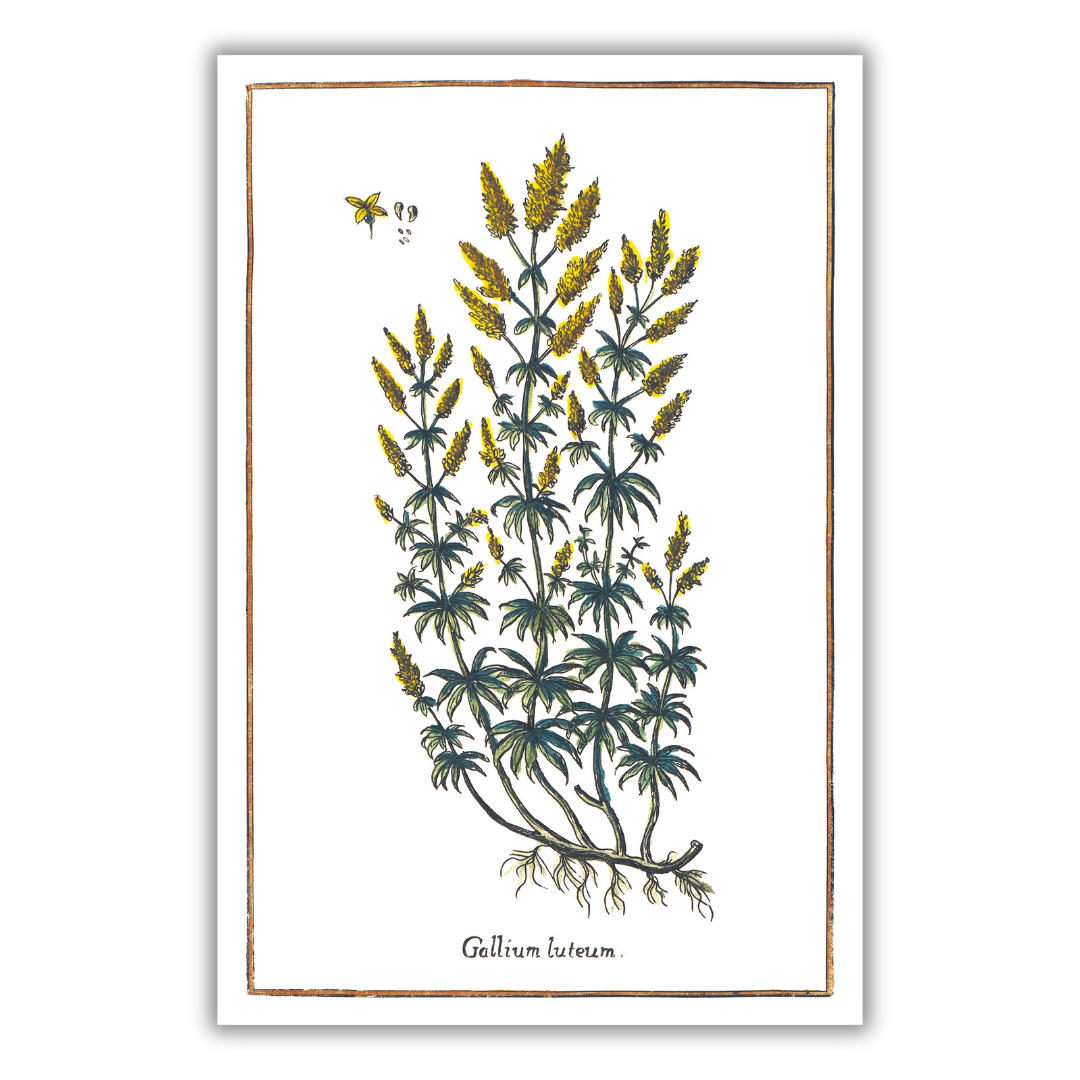 Bedstraw poster