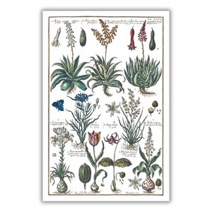 Plakat aloes i tulipan