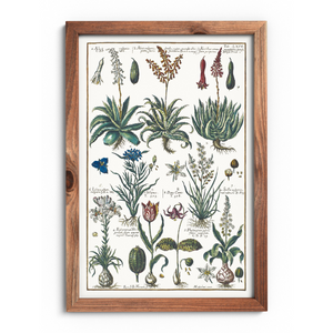 Plakat aloes i tulipan