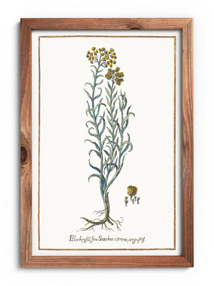 Helichrysum poster