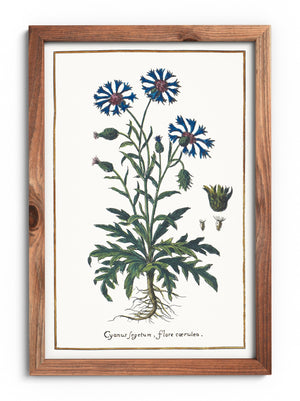 Cornflower poster