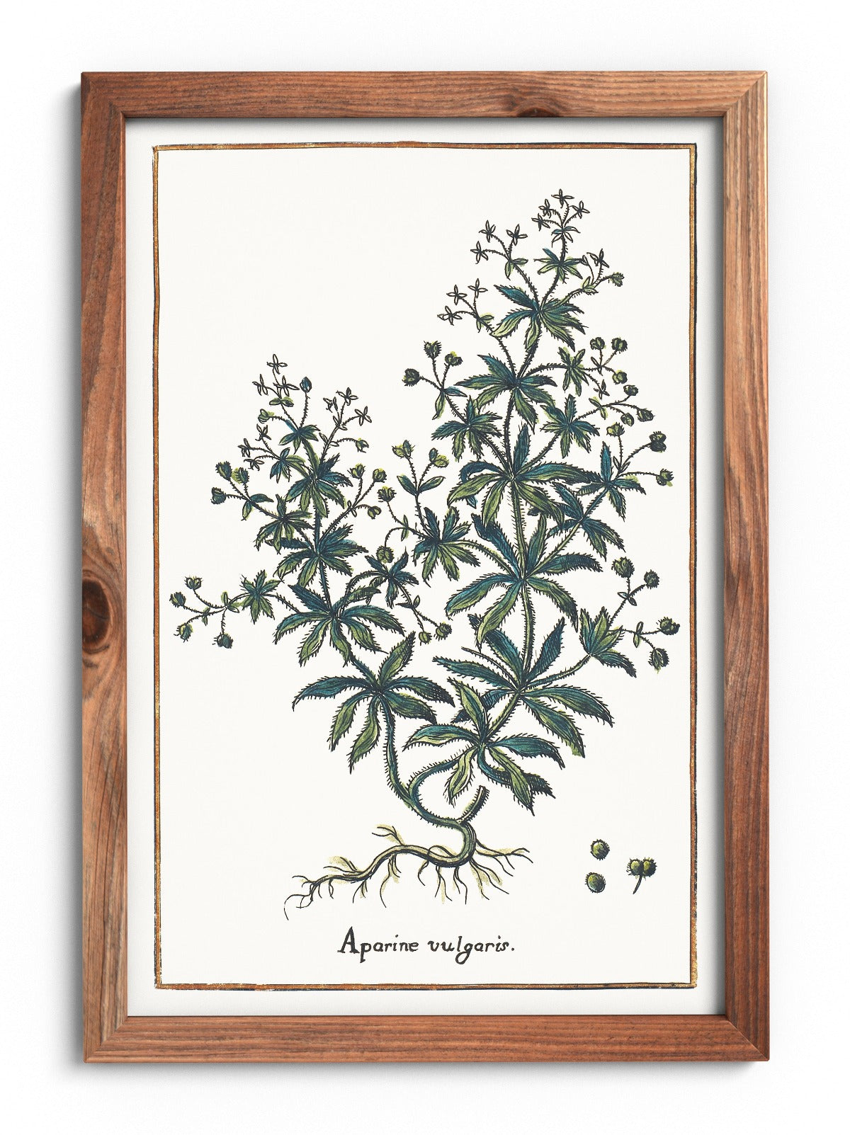 Clinging bedstraw poster