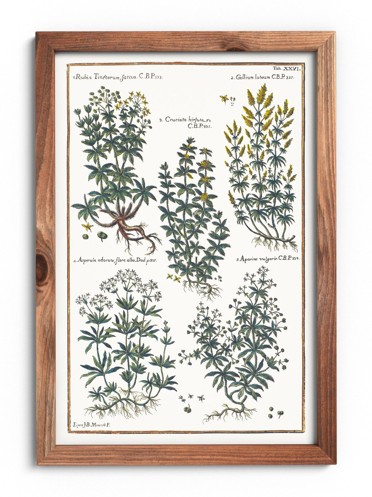 Bedstraw and woodruff poster