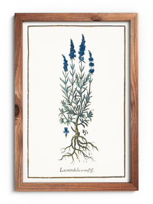 Angular lavender poster