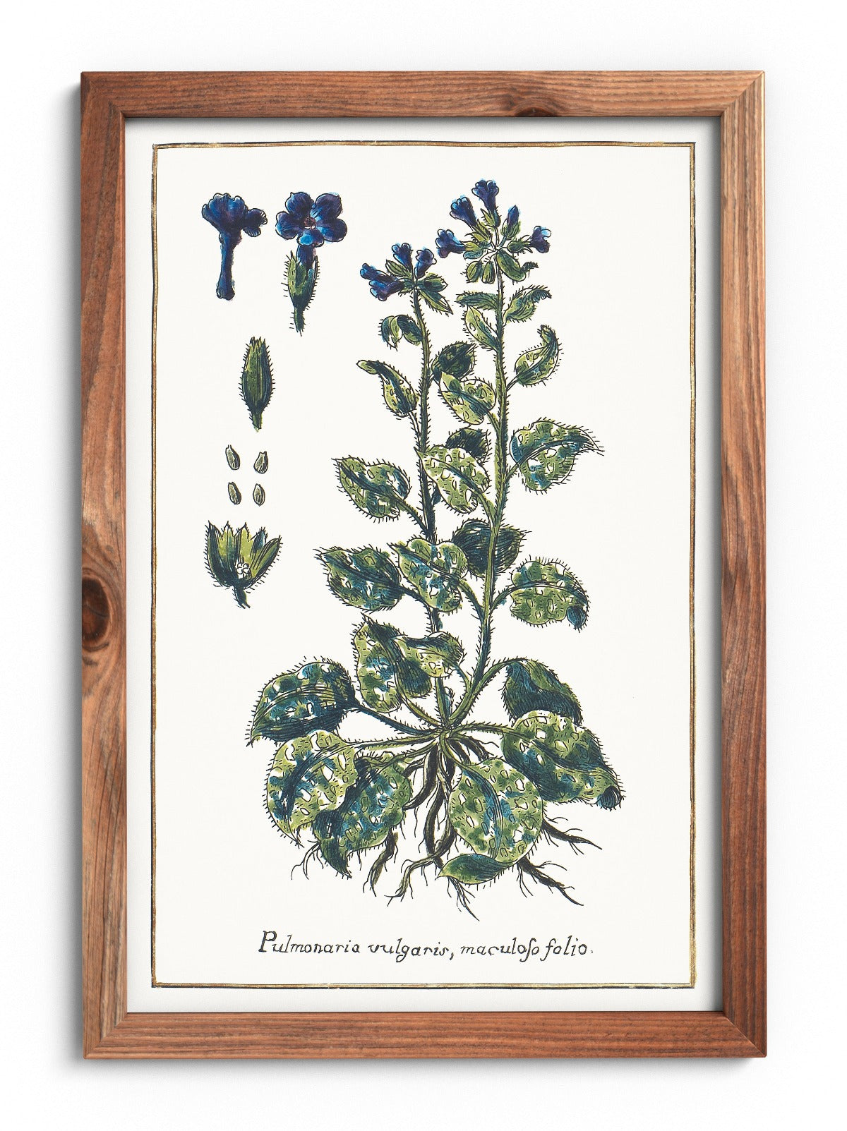 Lungwort poster