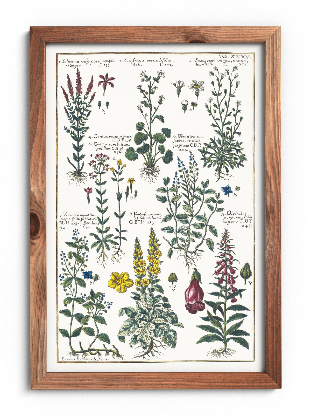 Foxglove and mullein poster