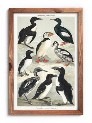 Plakat pingwin i maskonur