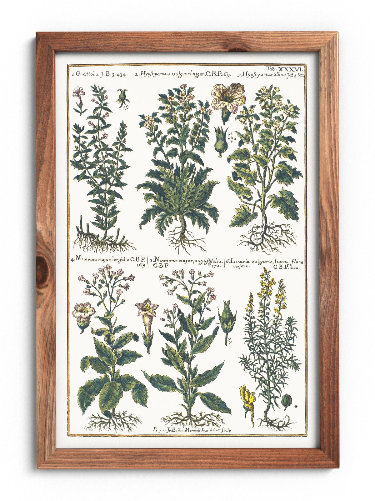 Flax and tobacco poster