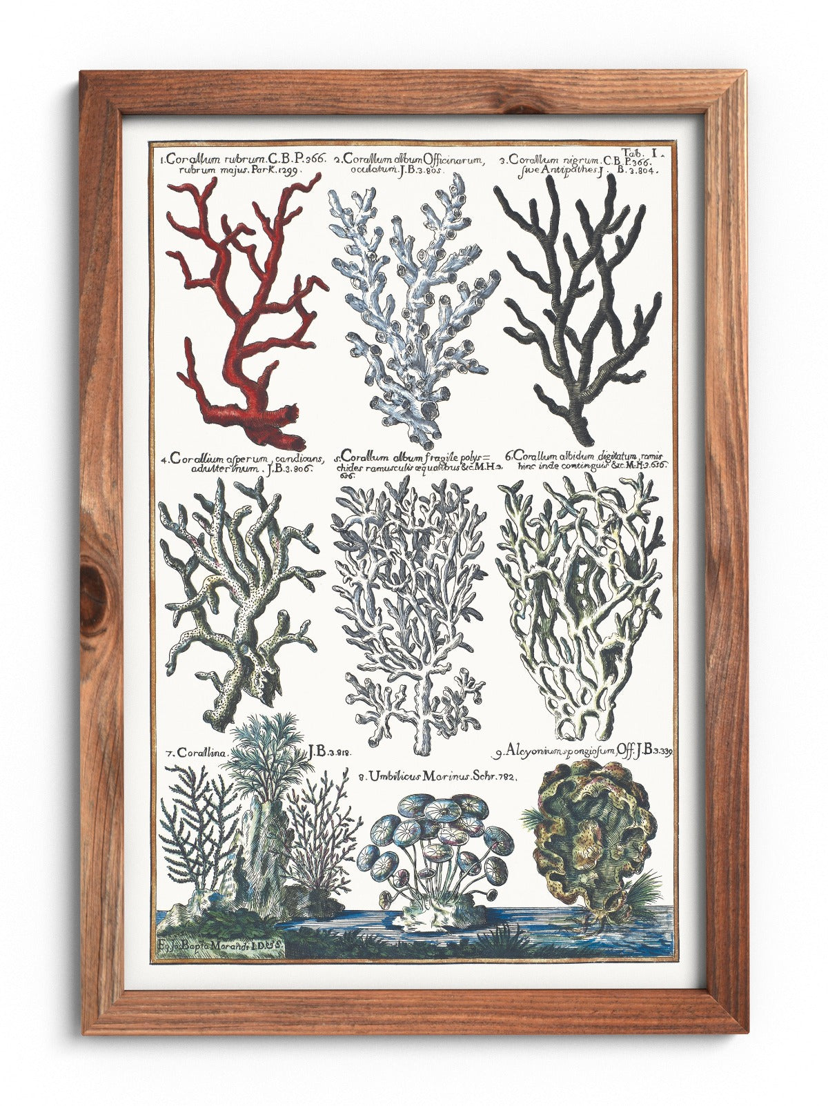 Corals poster