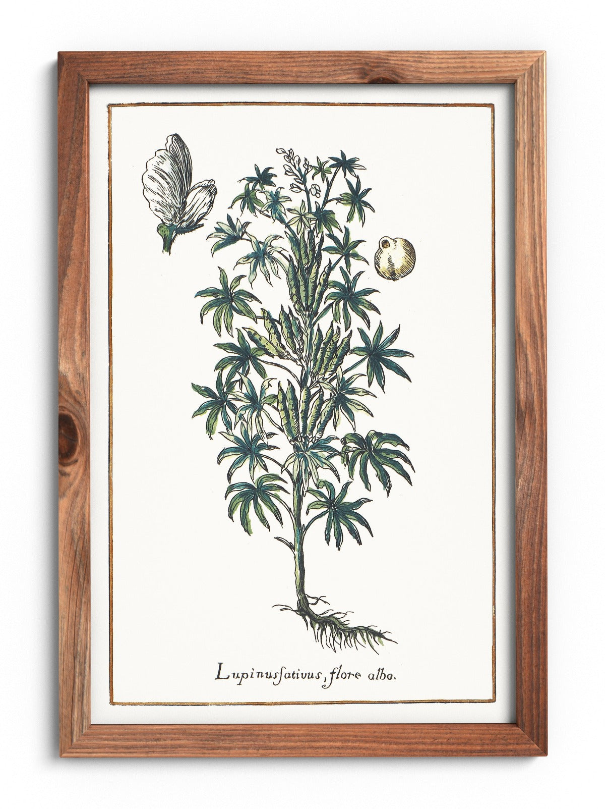 Lupine poster