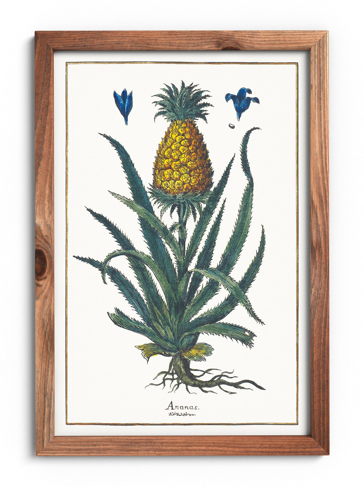 Plakat ananas