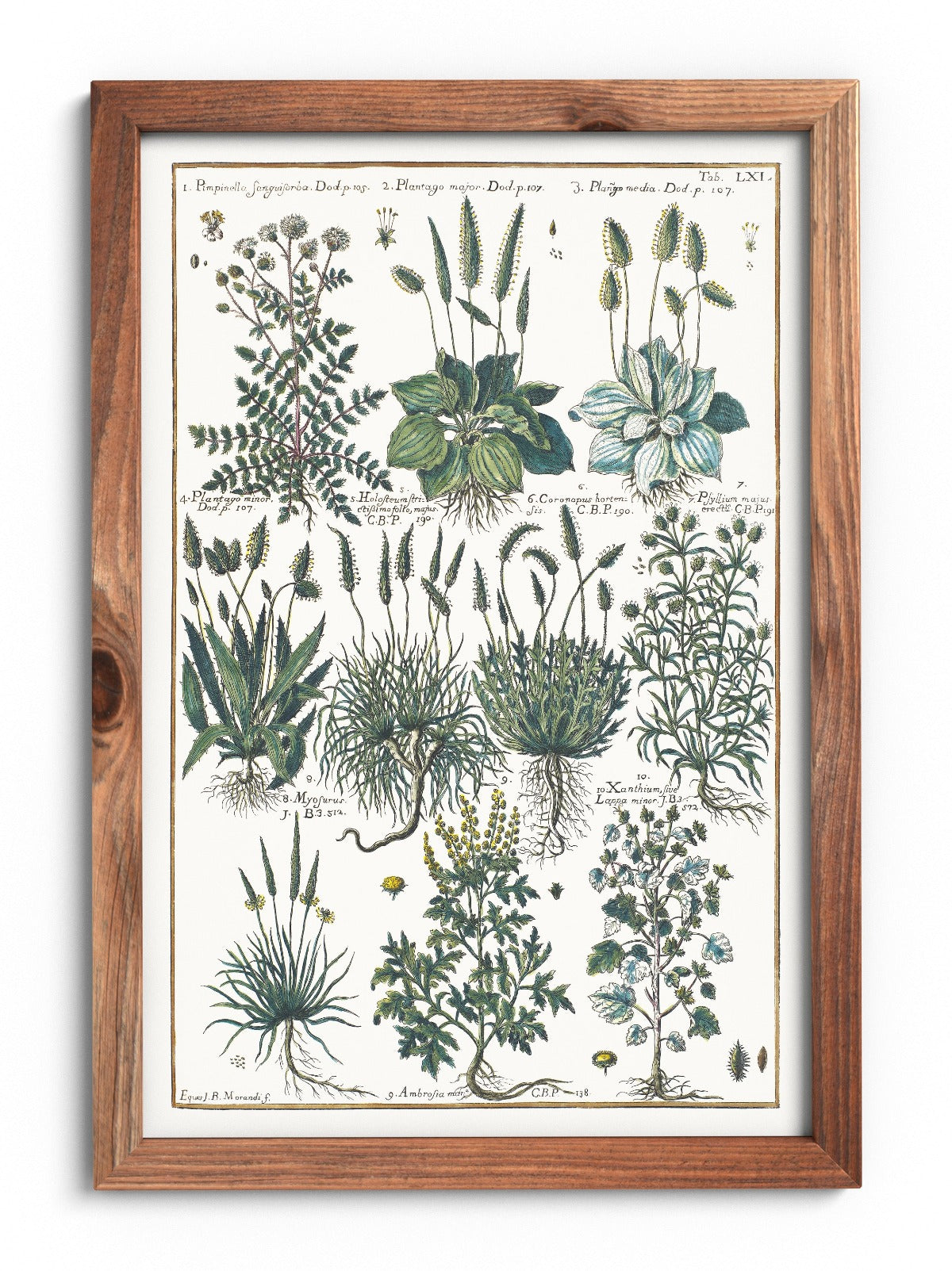 Plantain and ambrosia poster