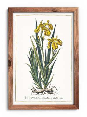 Yellow iris poster