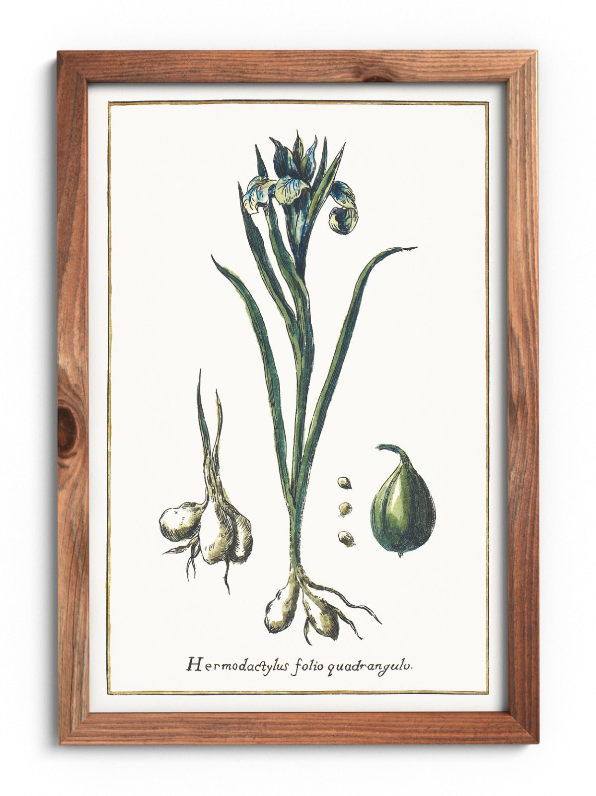 Tuberous iris poster
